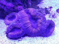 ImageUploadedByReefs2015-10-22 16:32:04 EDT.jpg