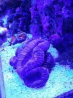 ImageUploadedByReefs2015-10-22 16:32:48 EDT.jpg