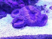 ImageUploadedByReefs2015-10-22 16:33:20 EDT.jpg