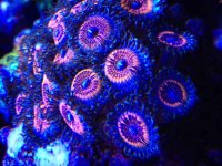 ImageUploadedByReefs2015-08-29 16:04:40 EDT.jpg