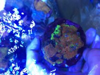 ImageUploadedByReefs2015-06-30 14:48:03 EDT.jpg