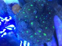 ImageUploadedByReefs2015-06-30 14:48:38 EDT.jpg