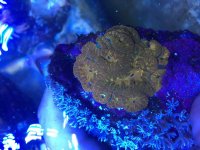 ImageUploadedByReefs2015-06-30 14:48:55 EDT.jpg