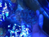 ImageUploadedByReefs2015-06-30 14:49:17 EDT.jpg