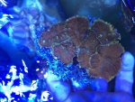 ImageUploadedByReefs2015-06-30 14:50:21 EDT.jpg