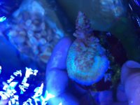 ImageUploadedByReefs2015-06-30 14:51:05 EDT.jpg