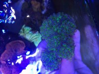 ImageUploadedByReefs2015-06-30 14:51:58 EDT.jpg