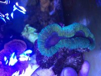 ImageUploadedByReefs2015-06-30 14:52:28 EDT.jpg