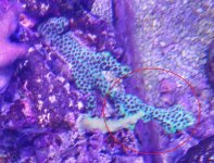 Spongoides.jpg