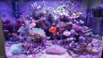 FTS with bonsai.jpg