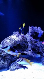 rabbitfish and foxface.jpg