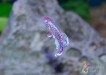 IMG_7330.jpg