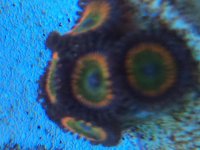 IMG_2387.jpg