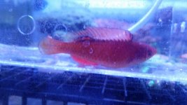 uploadfromtaptalk1435789010307.jpg uploadfromtaptalk1435789010307.jpg