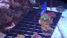 cb fire shroom (2).jpg