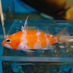 apricot basslet.jpg