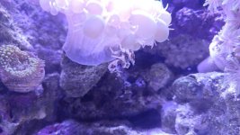 bubble and crab.jpg