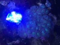 ImageUploadedByReefs2016-02-11 19:49:46 EST.jpg