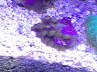 ImageUploadedByReefs2015-10-24 17:20:28 EDT.jpg