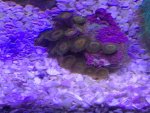 ImageUploadedByReefs2015-10-24 17:20:47 EDT.jpg