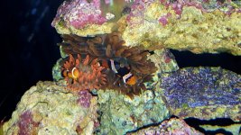 fire rainbow bta (4).jpg