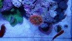 fire rainbow bta.jpg