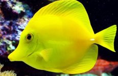 yellow tang.jpg