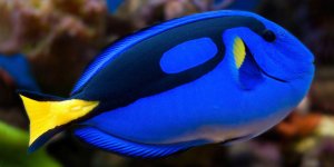 hippo_blue_tang_01L.jpg