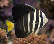 sailfin tang.jpg