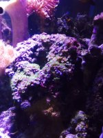 zoas.jpg