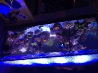 ImageUploadedByReefs2015-07-03 21:47:07 EDT.jpg