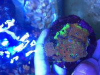 ImageUploadedByReefs2015-07-03 21:47:44 EDT.jpg