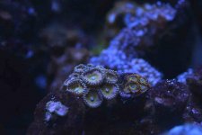 ImageUploadedByReefs2015-07-03 21:49:00 EDT.jpg