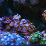 ImageUploadedByReefs2015-07-03 21:49:10 EDT.jpg