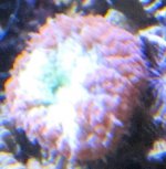 RdBlu3.JPG