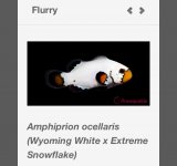 Flurry.jpg