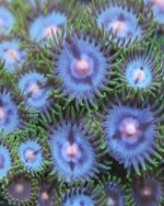 Baby Back Blue Eyes zoa (2).jpg