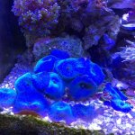 Blue Mushroom.jpg