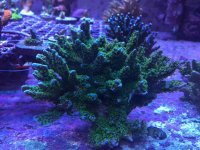 ImageUploadedByReefs2015-09-07 10:25:00 EDT.jpg
