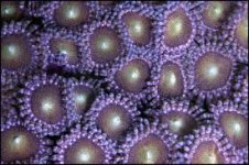 Mohawk zoa.jpg