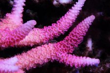 Orange_Rose Millepora.jpg