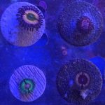 ImageUploadedByTapatalk1436220176.210789.jpg