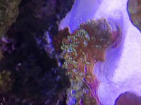 ImageUploadedByReefs2015-12-31 14:13:45 EST.jpg