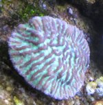 mz50.jpg