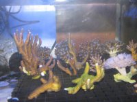 Frag rack rsz_275.jpg
