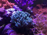 IMG_2667.jpg