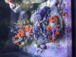 ImageUploadedByReefs2015-09-11 14:43:23 EDT.jpg