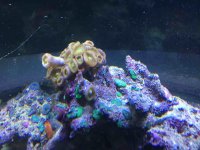 ImageUploadedByReefs2015-09-11 14:43:38 EDT.jpg