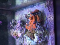 ImageUploadedByReefs2015-09-11 14:43:58 EDT.jpg