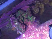 ImageUploadedByReefs2015-09-11 17:12:27 EDT.jpg